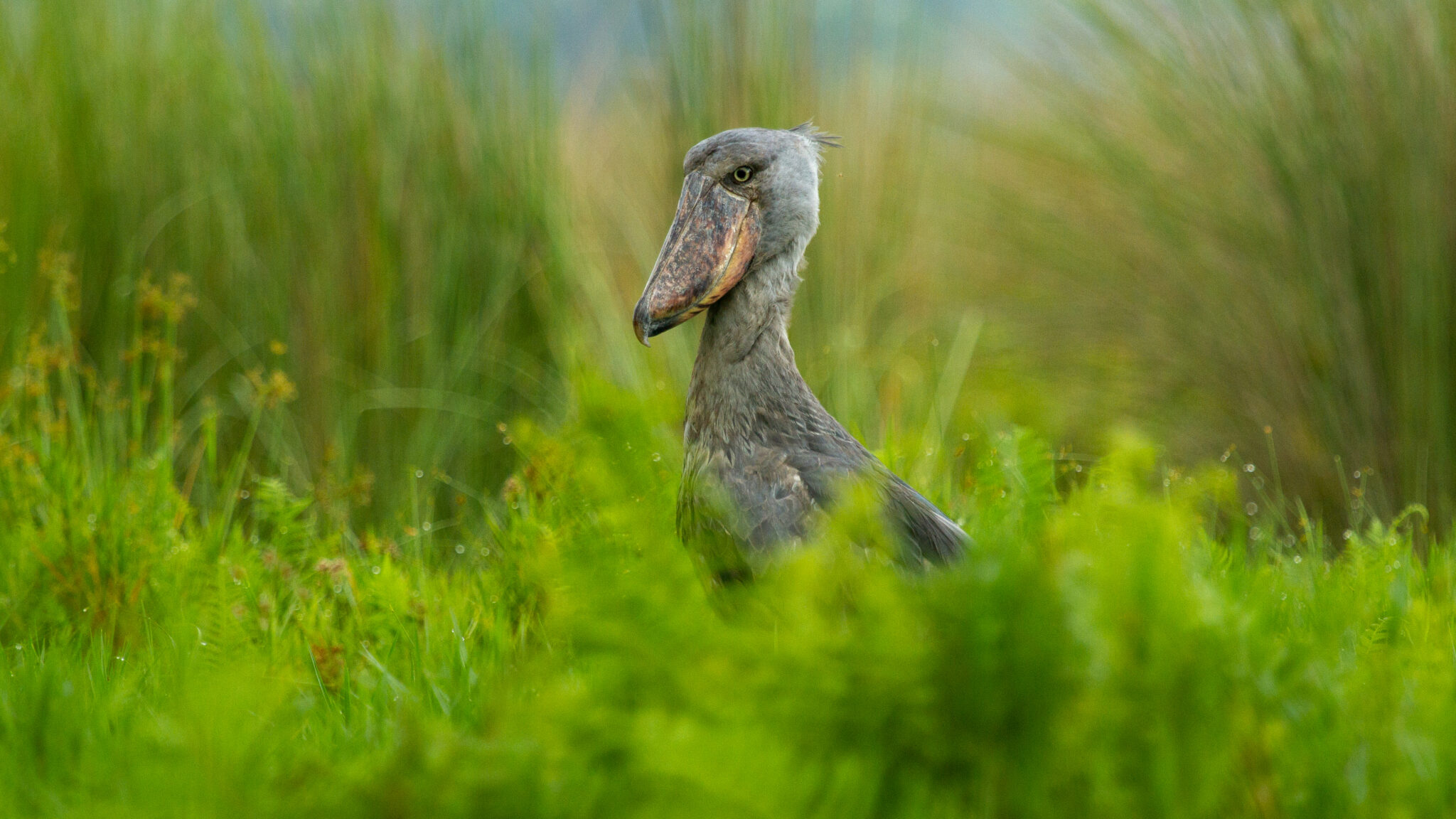 Shoebill standing in the wetlands of Mabamba Swamp, Uganda