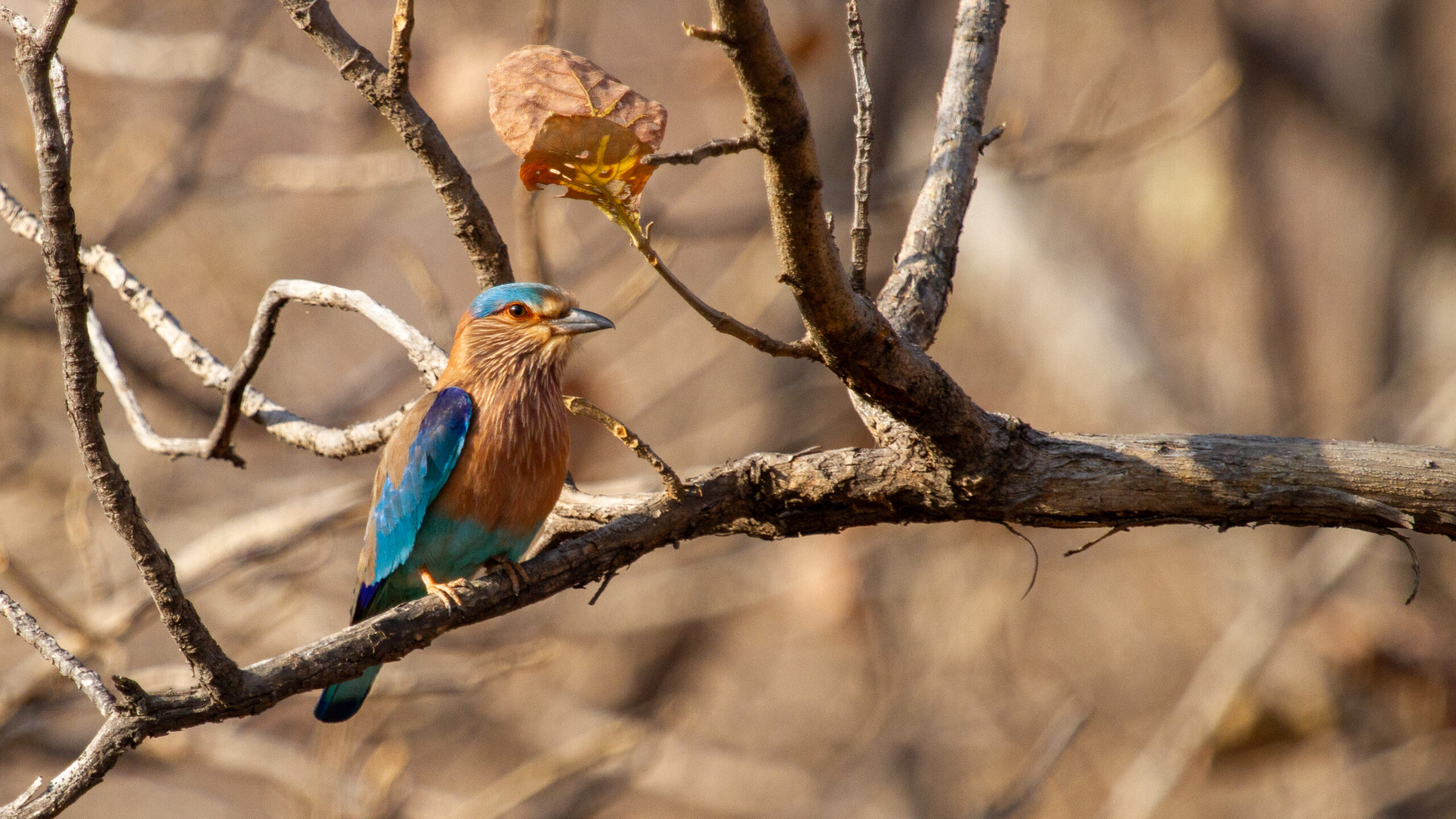 Birds of India: Portraits, Raptors and Owls