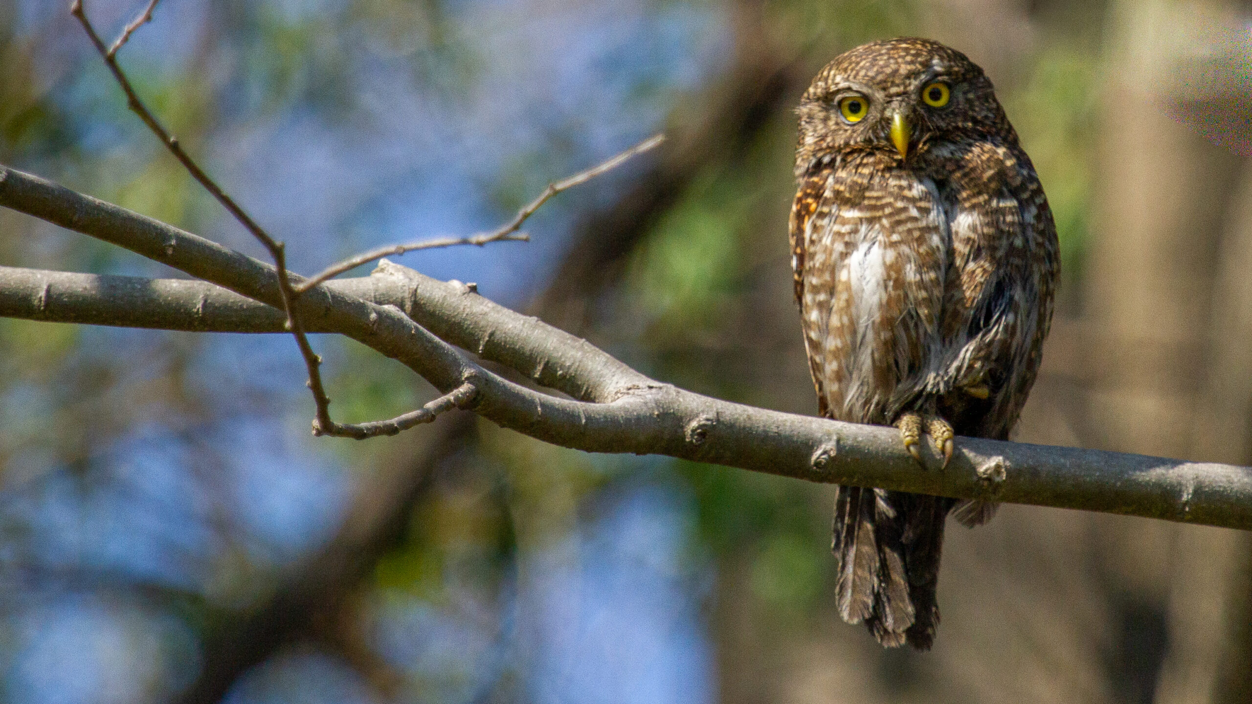 Indian Owl