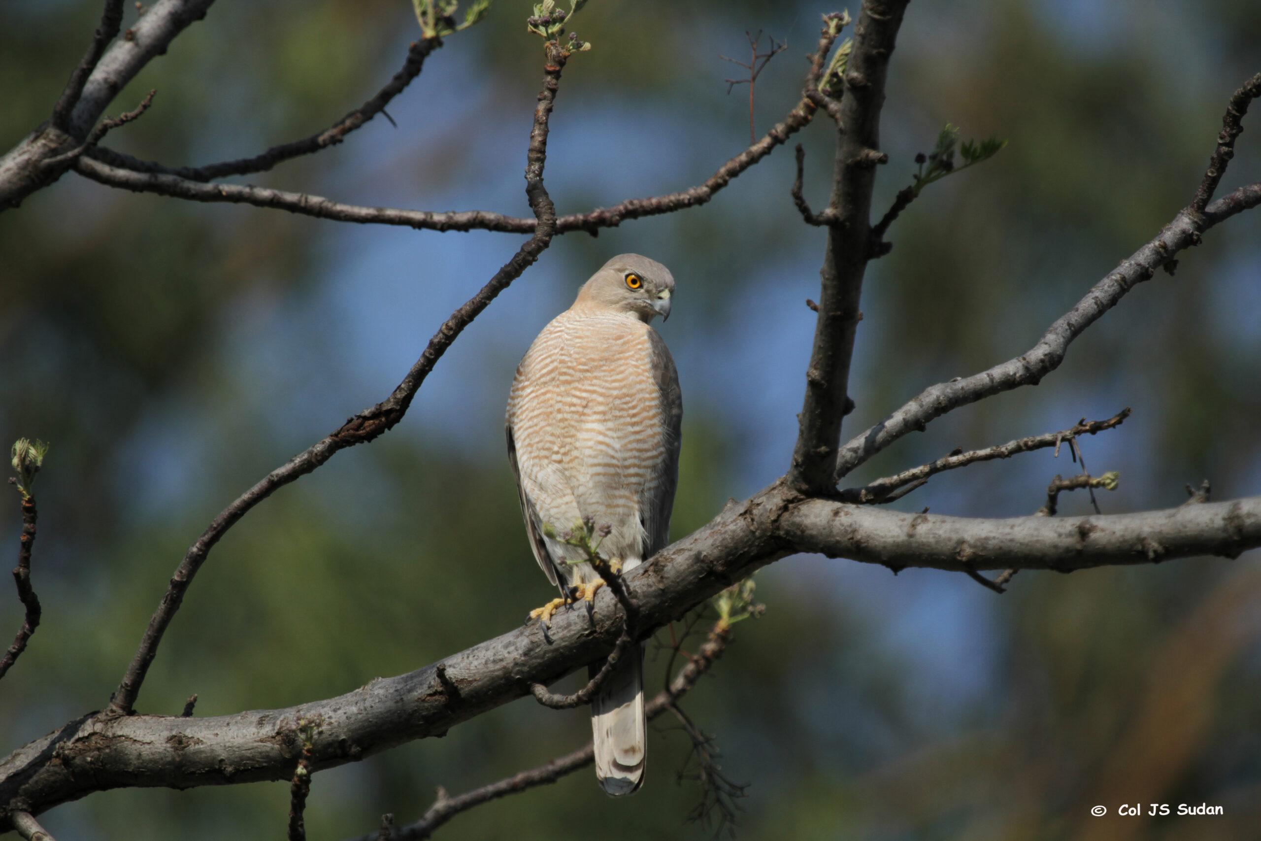 Bird of prey portrait
