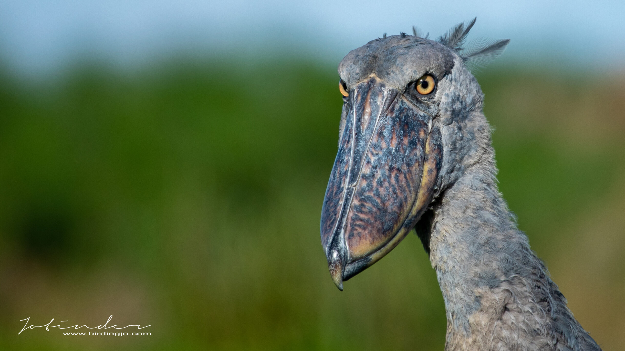 Shoebill portrait