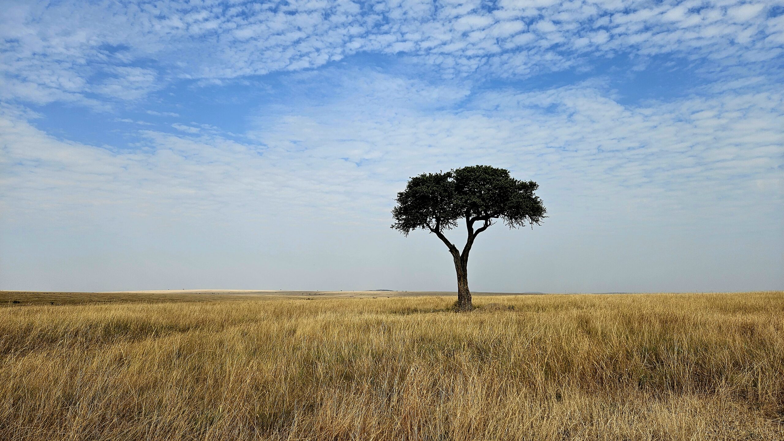 Lone acacia tree in the open Mara grasslands