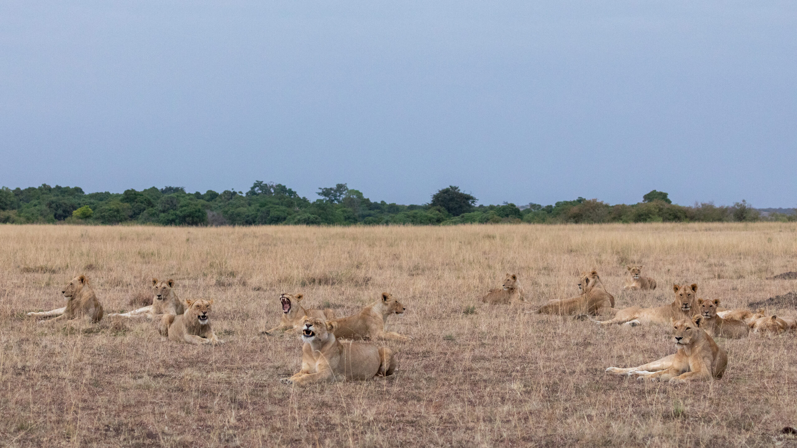 Lion pride resting in the open Mara grasslands