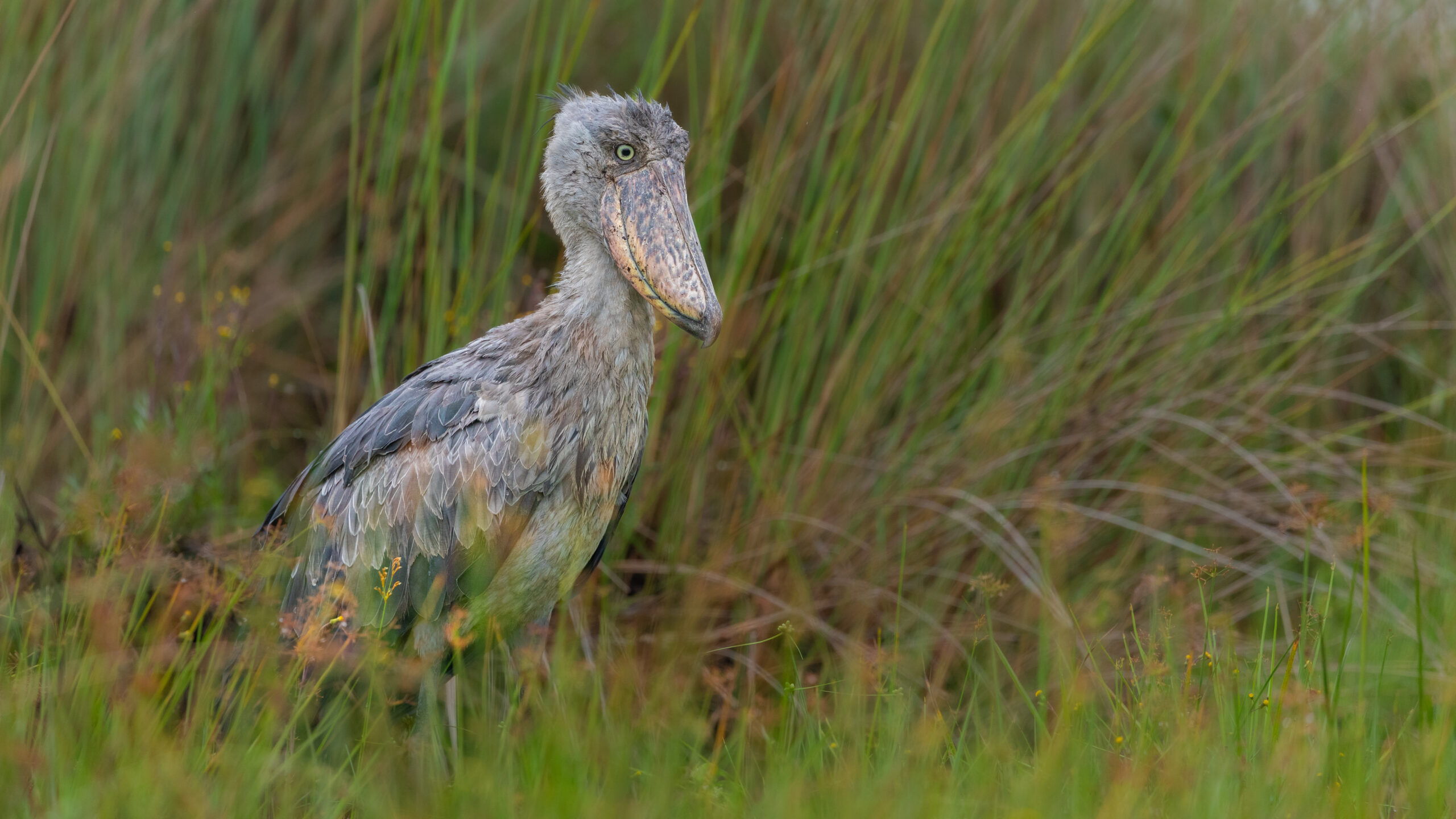 Shoebill standing among papyrus grasses
