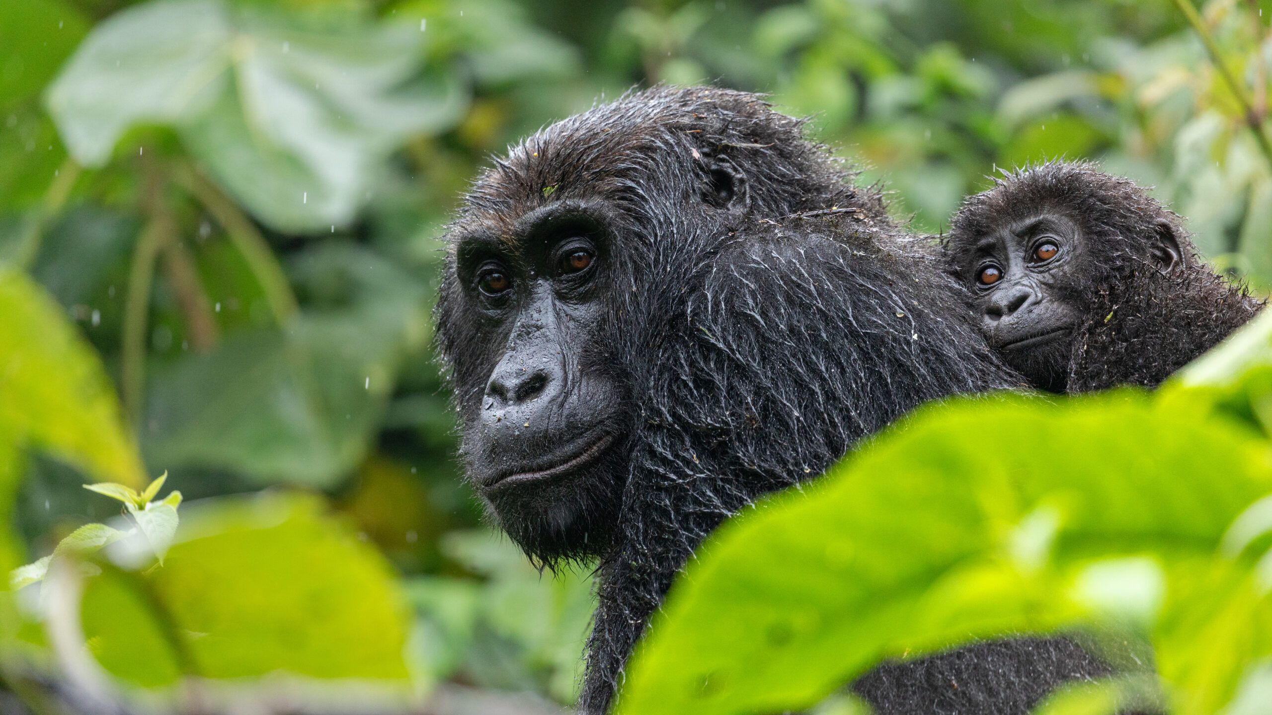 Eastern lowland gorilla carrying an infant through green forest